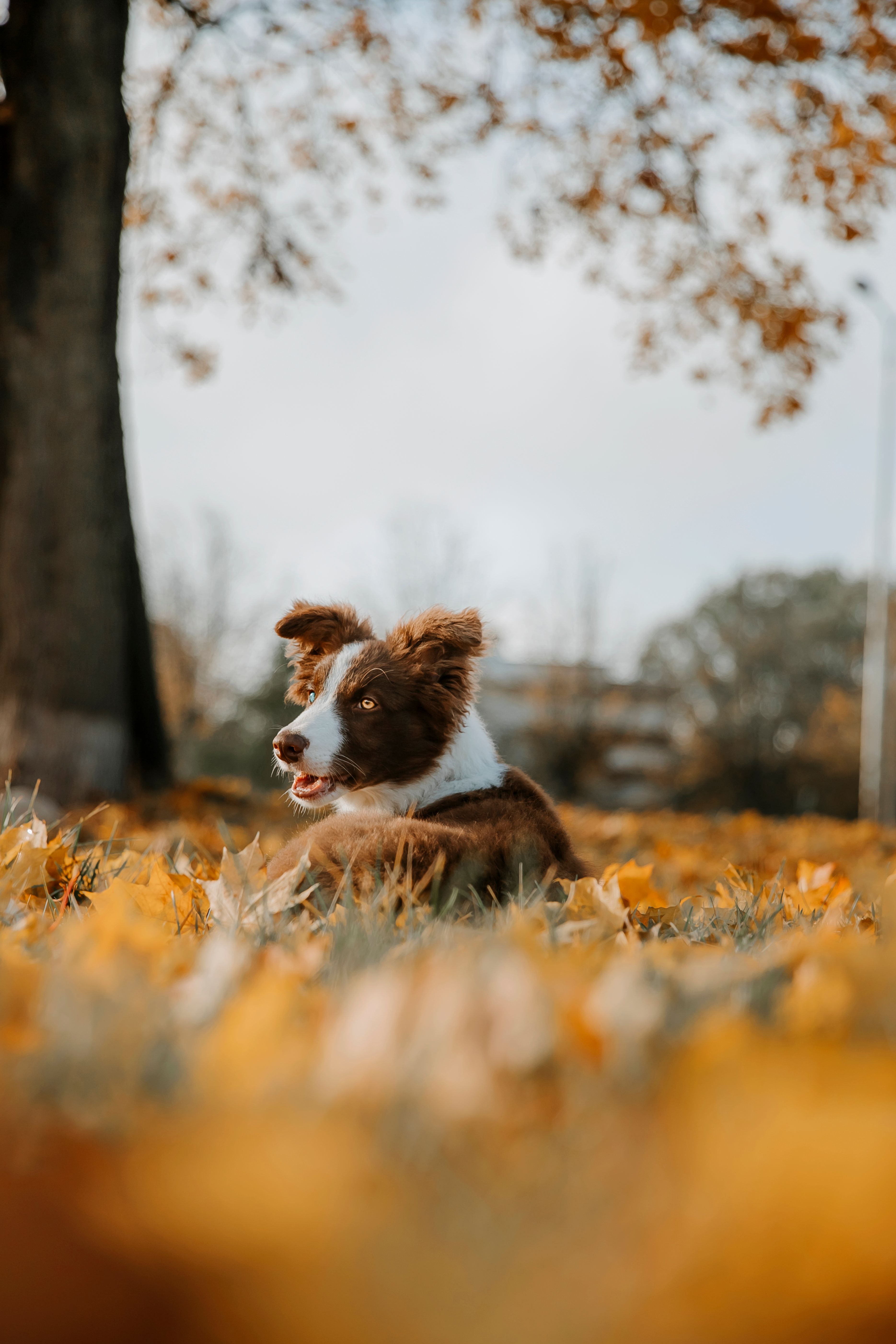 The Pup Heritage Co.