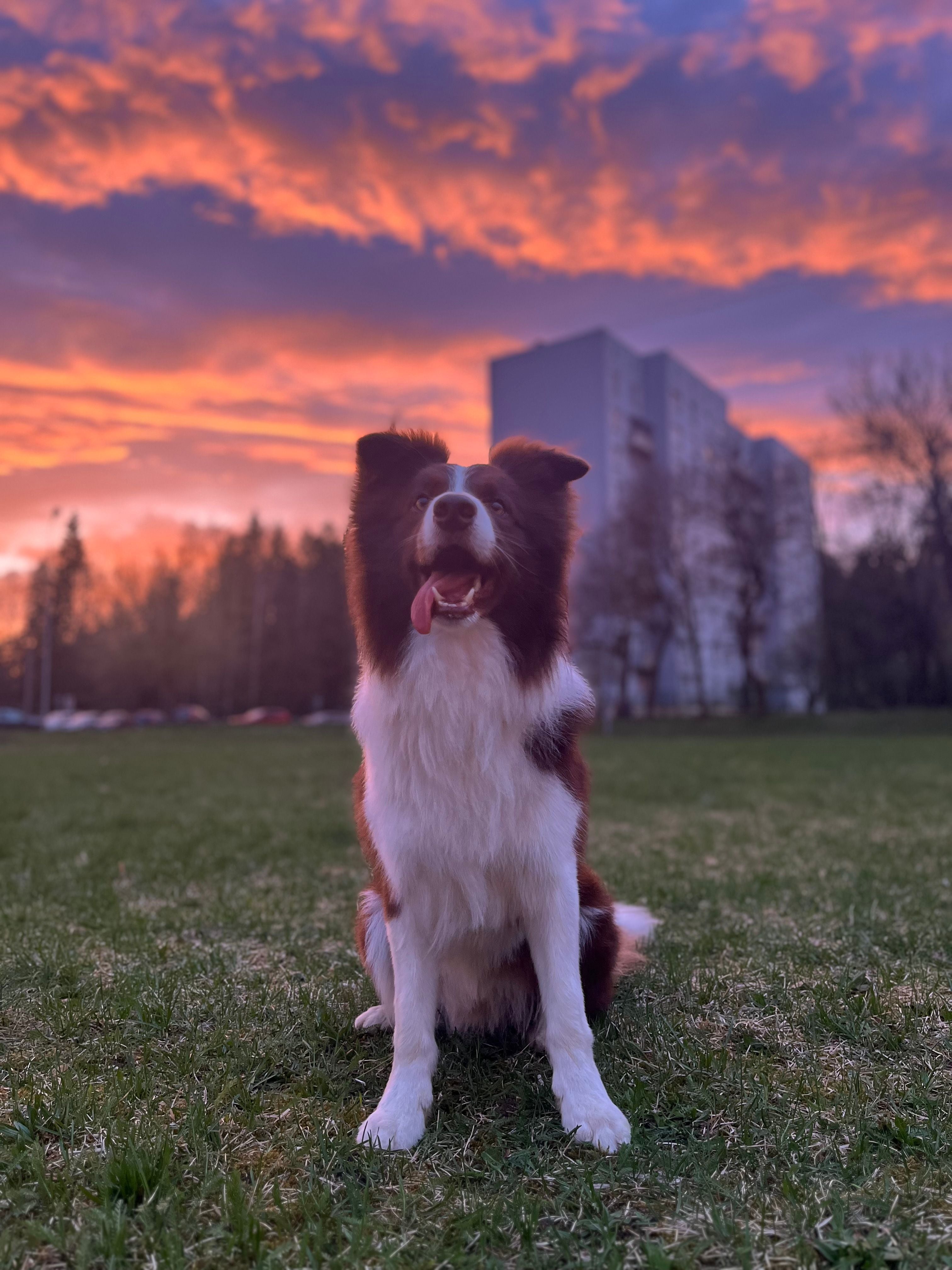 The Pup Heritage Co.